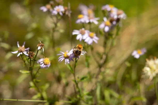 macro view of a bee harvesting the pollen from a light-purple little flower near other flowers in the morning during autumn season