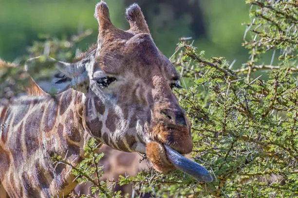 The Rothschild Giraffe (Giraffa camelopardalis rothschildi) is one of the most endangered giraffe subspecies with only a few hundred members in the wild. Lake Nakuru National Park, Kenya. Eating.