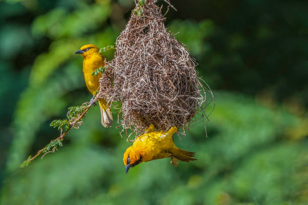 le tisserin à lunettes (ploceus ocularis) est une espèce de passereau de la famille des ploceidae. parc national du lac nakuru, kenya. construire son nid. - tisserin photos et images de collection