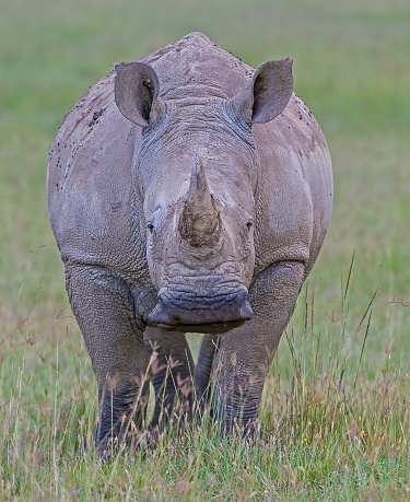 The white rhinoceros or square-lipped rhinoceros (Ceratotherium simum) is one of the five species of rhinoceros that still exist. It has a wide mouth used for grazing and is the most social of all rhino species. Lake Nakuru National Park, Kenya.