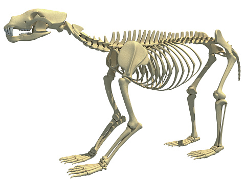 Animal Skeleton Pictures | Download Free Images on Unsplash