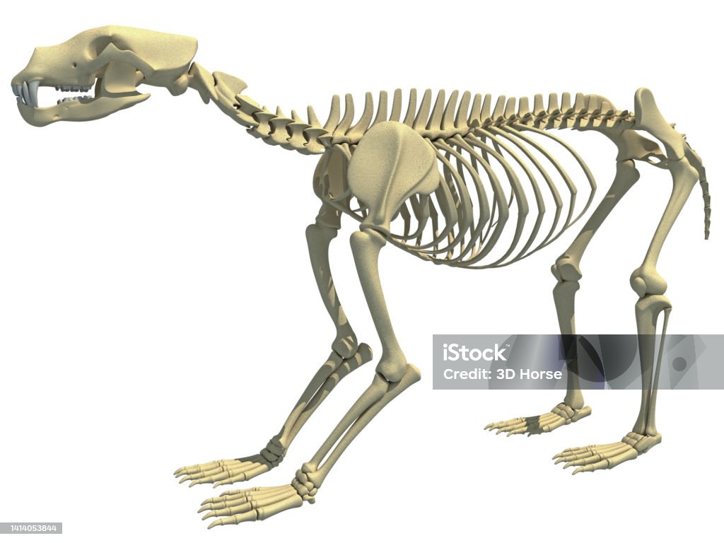 Bear Skeleton Animal Anatomy 3d Rendering Stock Photo - Download Image Now  - Panda - Animal, Animal Skeleton, Anatomy - iStock