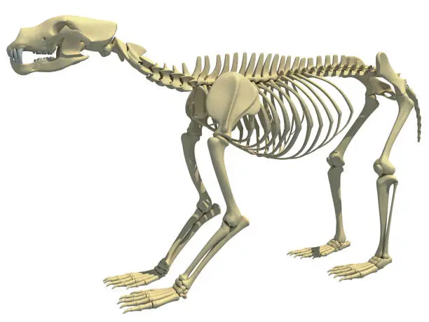 Photo of Bear Skeleton animal anatomy 3D rendering