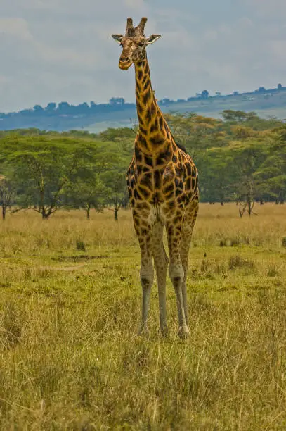 The Rothschild Giraffe (Giraffa camelopardalis rothschildi) is one of the most endangered giraffe subspecies with only a few hundred members in the wild. Lake Nakuru National Park, Kenya. Walking.