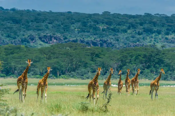 The Rothschild Giraffe (Giraffa camelopardalis rothschildi) is one of the most endangered giraffe subspecies with only a few hundred members in the wild. Lake Nakuru National Park, Kenya. Walking.