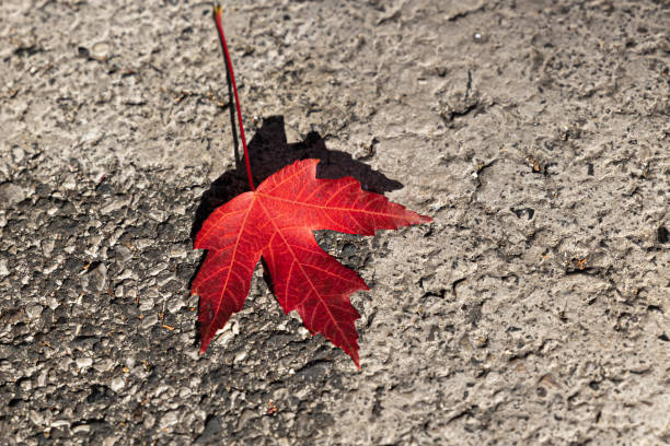 istock red leaf fallen on gray concrete ground and lit by the sunlight 1414054757