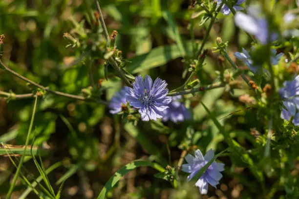 close up view of a group of bloomed light-purple flowers (common chicory, cichorium intybus), grown between the grass at summer