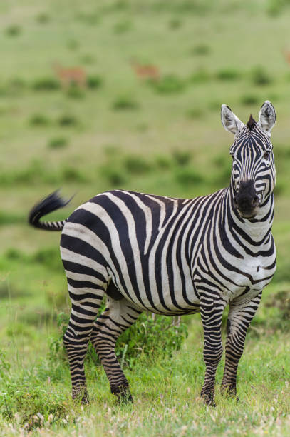 istock The plains zebra (Equus quagga, formerly Equus burchelli), also known as the common zebra or Burchell's zebra, is the most common and geographically widespread species of zebra. 1414055084