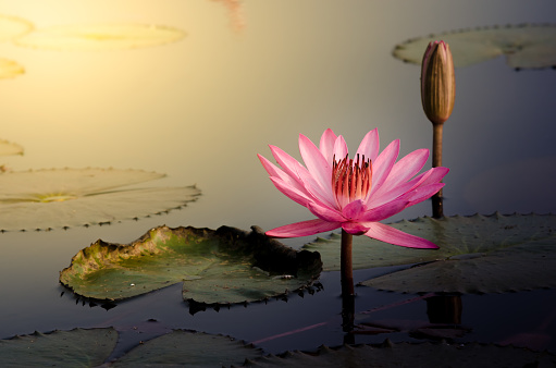 The Pink lotus flowers blooming in the morning start a new day bright.