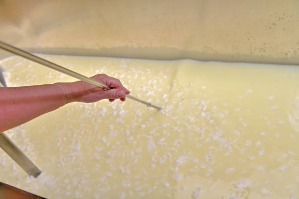 Artisanal cheese making, cutting the curd and whey in the factory tank stock photo