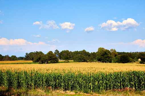 Cornfield with trees and a blue sky with clouds, Mount Escobedo Zacatecas