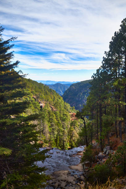 istock Coniferous forest with a river and mountains in Mexiquillo Durango 1414058050