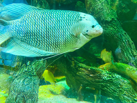 sea ââbottom. corals, stones, driftwood in the water. a thick, large fish with silvery scales and long fins swims under water.