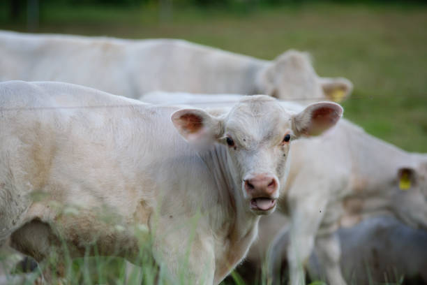 istock white cows in green grass with small calves on a summer evening 1414058578