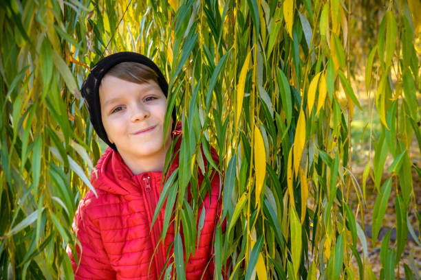 A boy is playing in the branches of a weeping willow. The coming of spring and the rebirth of life. Lush green foliage
