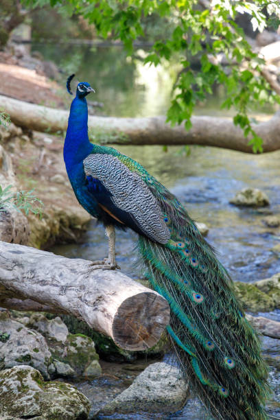 istock Peacock in a forest area The seven springs waterfall. 1414059757