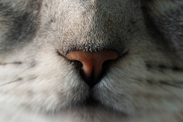 istock Close-up of a cat's nose 1414060423
