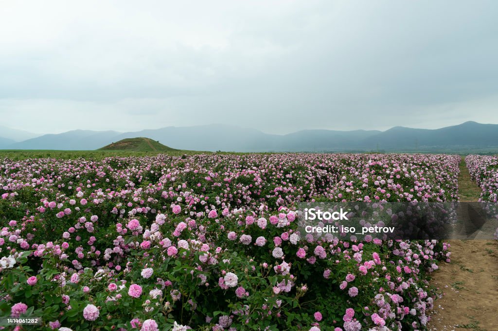 The rose fields in the Thracian Valley near Kazanlak Agricultural Field Stock Photo