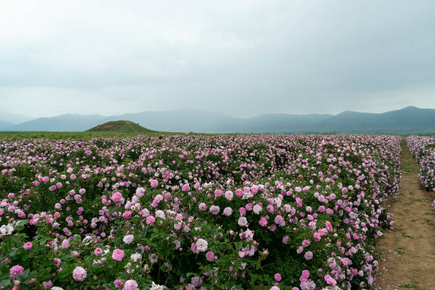 The rose fields in the Thracian Valley near Kazanlak The rose fields in the Thracian Valley near Kazanlak rose valley stock pictures, royalty-free photos & images