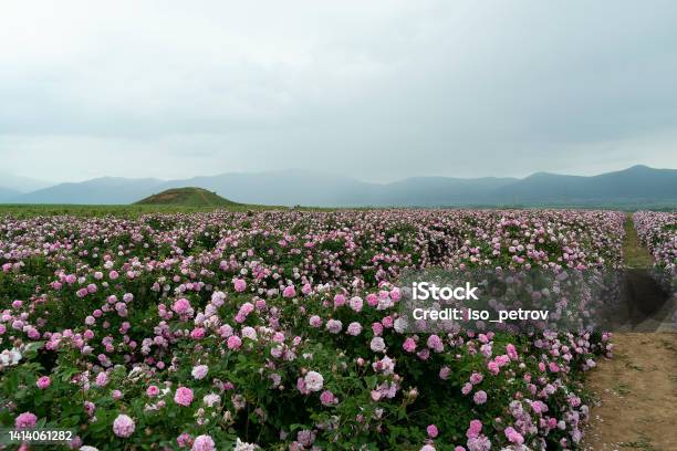 The Rose Fields In The Thracian Valley Near Kazanlak Stock Photo - Download Image Now