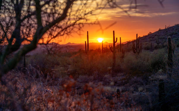 istock Sonoran Saguaro sunset silhouette 1414061937