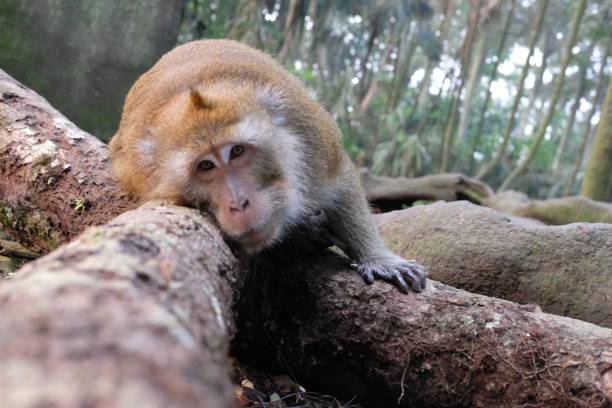 istock A big monkey is lazing on a trunk of tree 1414062493