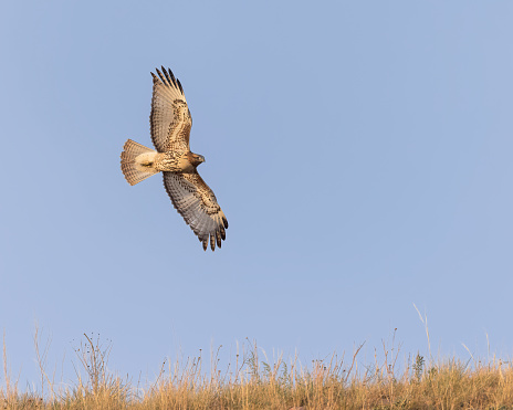 A Red-tailed Hawk flies low over the landscape in search of a meal