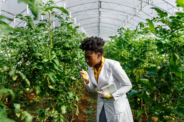 uma técnica agrícola africana com uma lupa está analisando tomates de uma horta. - gardening women vegetable formal garden - fotografias e filmes do acervo