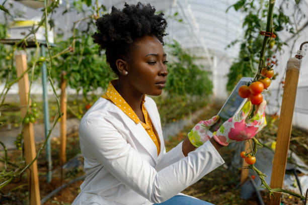 uma técnica agrícola africana está verificando a condição de tomates em uma grande horta. - gardening women vegetable formal garden - fotografias e filmes do acervo