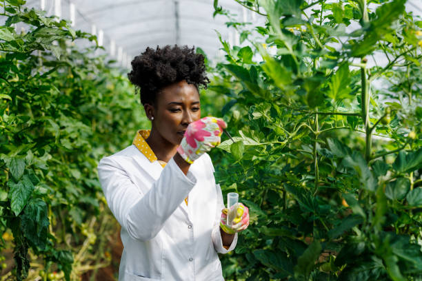 istock A female African agricultural technician is analyzing tomatoes from a vegetable garden. 1414063474