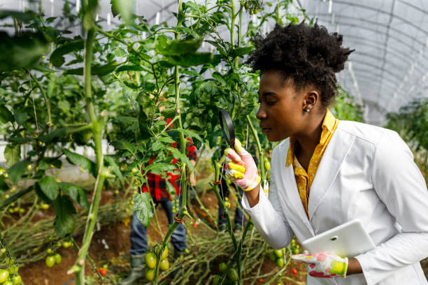 istock A female agricultural technician is using a magnifying glass and checking down the condition of tomatoes in a large greenhouse. 1414063575