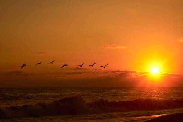 コユカビーチの海に沈む日没時に飛ぶペリカン、アカプルコゲレロ - acapulco mexico sunset day ストックフォトと画像