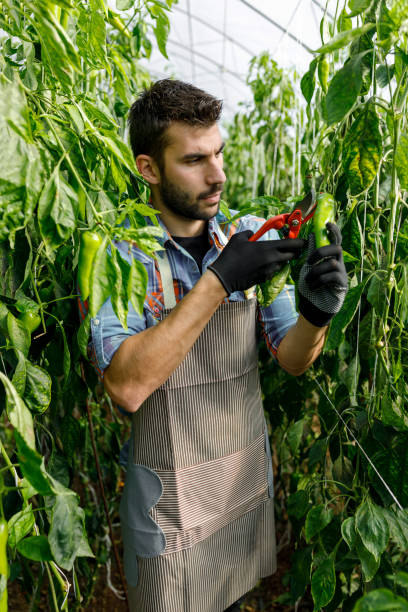 istock Using garden scissors, a young man picks peppers from a vegetable garden. 1414063696