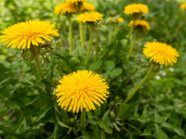 istock Dandelion flowers in garden 1414064188