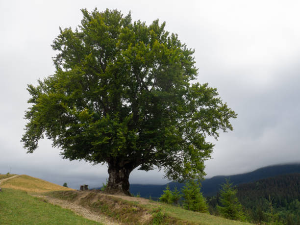 istock Big tree and road in the mountains 1414064210