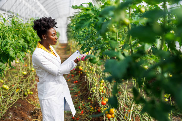 una donna tecnica agricola africana sta analizzando i pomodori di un orto. - food laboratory plant biology foto e immagini stock