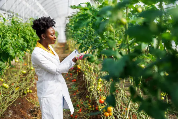 Photo of A female African agricultural technician is analyzing tomatoes from a vegetable garden.
