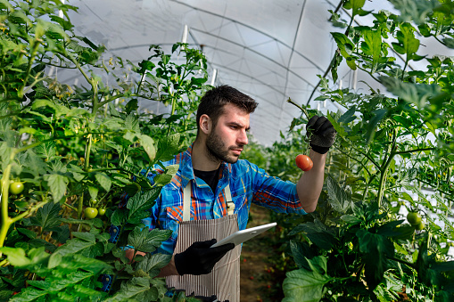 A young man is using a digital tablet and checking down the condition of tomatoes in a large greenhouse.