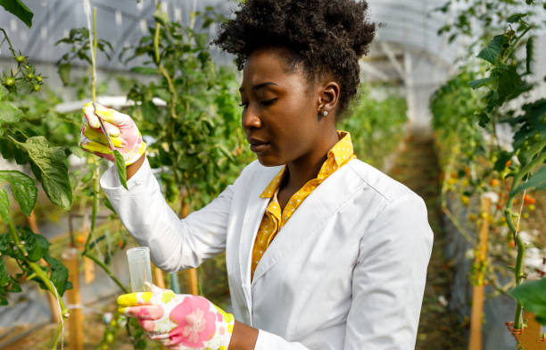 uma agrônoma africana está pegando amostras dos tomates em crescimento em uma grande estufa. - gardening women vegetable formal garden - fotografias e filmes do acervo