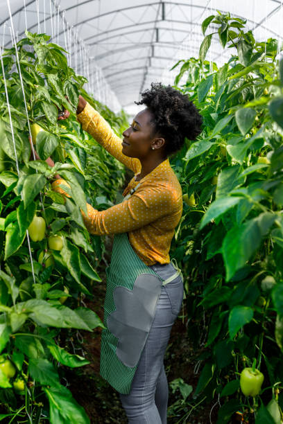 usando le forbici da giardino, una giovane donna africana raccoglie peperoni da un orto. - greenhouse pepper vegetable garden agriculture foto e immagini stock