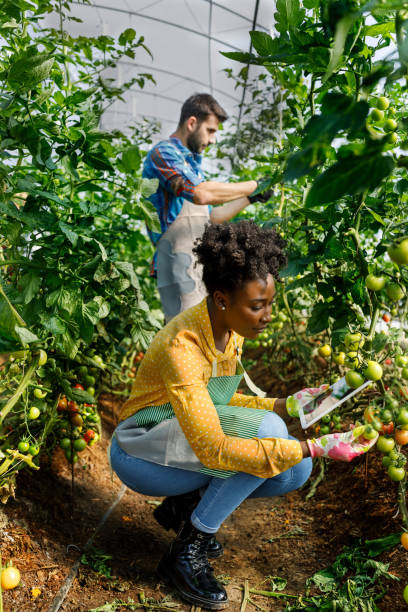 молодой человек и африканская коллега с ноутбуком анализируют помидоры с огорода. - gardening women vegetable formal garden стоковые фото и изображения
