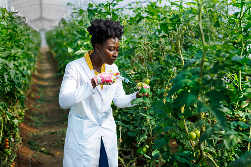 A young African female agricultural technician with a white coat is analyzing tomatoes in a large vegetable garden using a syringe.