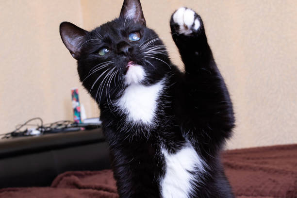 istock A black kitten waves its paw closeup 1414065449