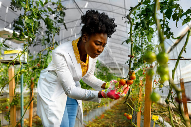 istock A female African agricultural technician is analyzing tomatoes from a vegetable garden. 1414065484