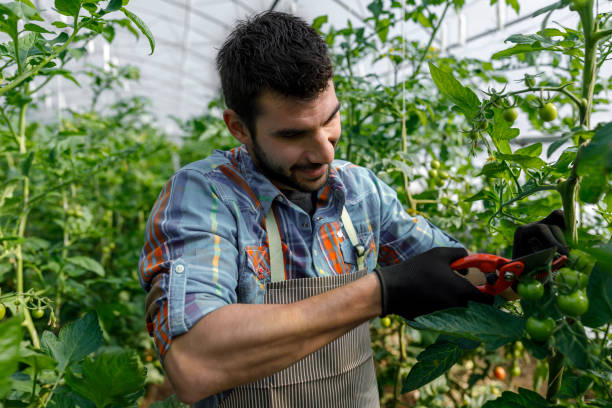 istock Using garden scissors, a young man picks tomatoes from a vegetable garden. 1414065535