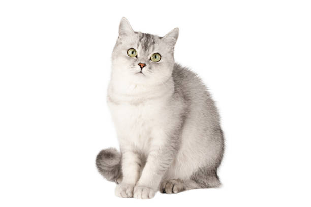 istock gray cat scottish straight with green eyes isolated 1414066031