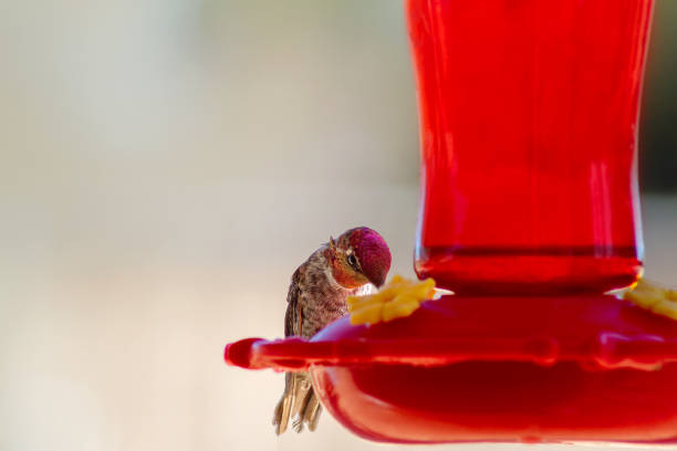 Young Anna's Hummingbird (Calypte anna) sitting on a glass feeder.
