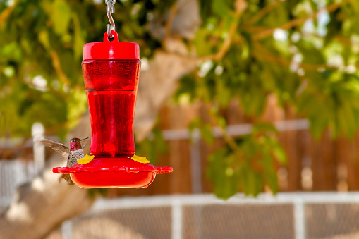 Hummingbird hovering behind a red feeder