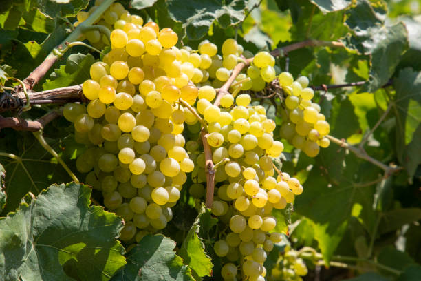istock Grapes vineyard, Sultani grapes, Izmir - Turkey 1414068542