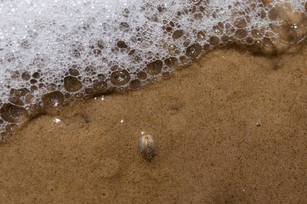 istock Sea ​​foam on the beach sand 1414068572